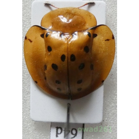 Cassidae sp. Philippines64d